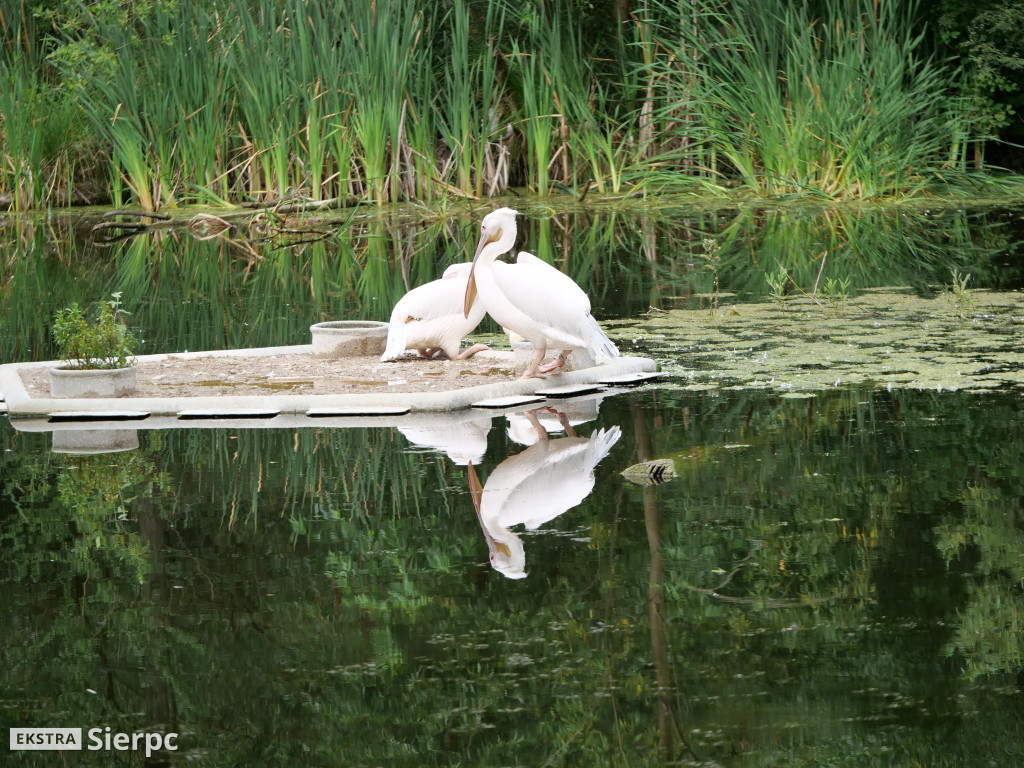 Płockie ZOO