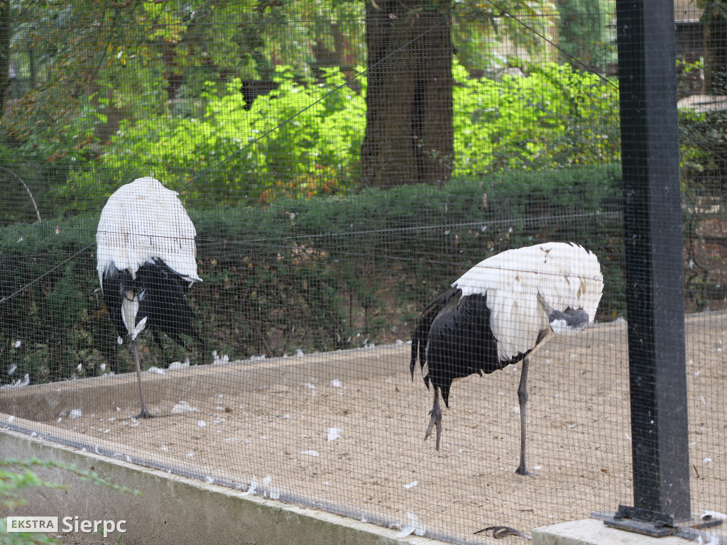 Płockie ZOO