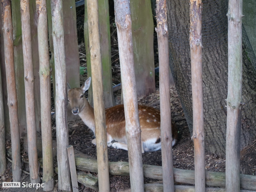 Płockie ZOO