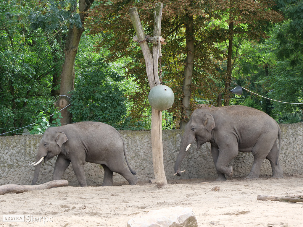 Płockie ZOO