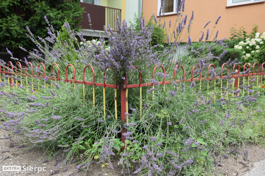 Najpiękniesze ogródki i balkony