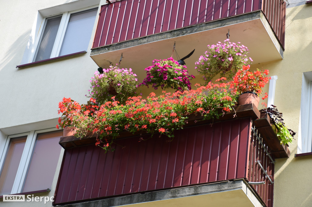 Najpiękniesze ogródki i balkony