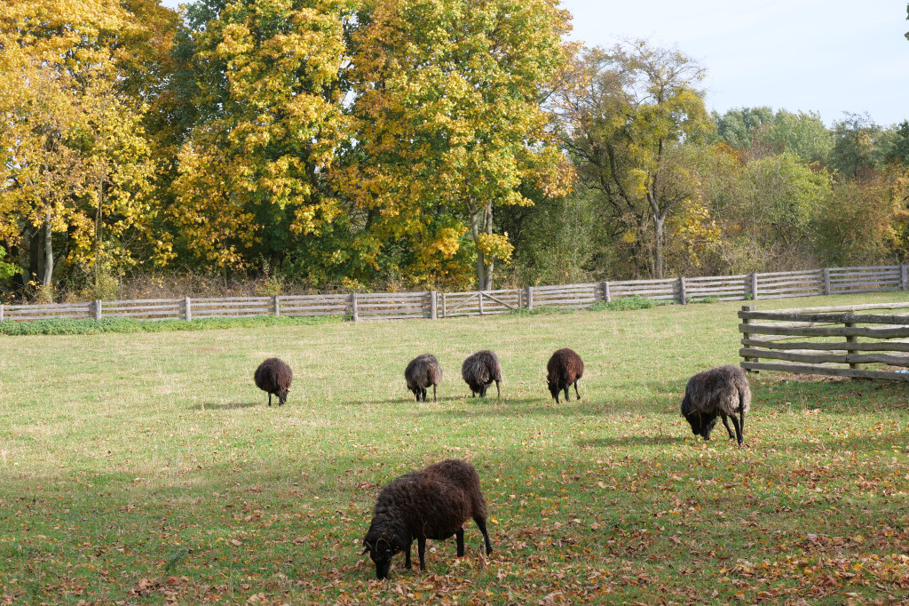 Skansen jesienią