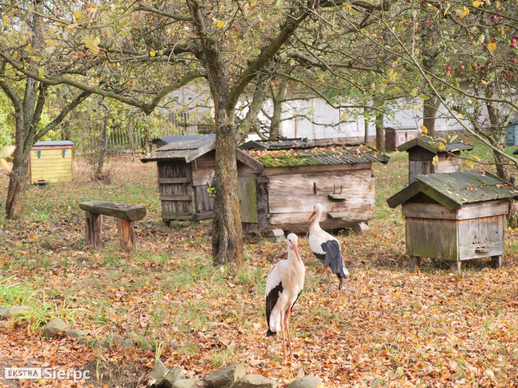 Skansen jesienią