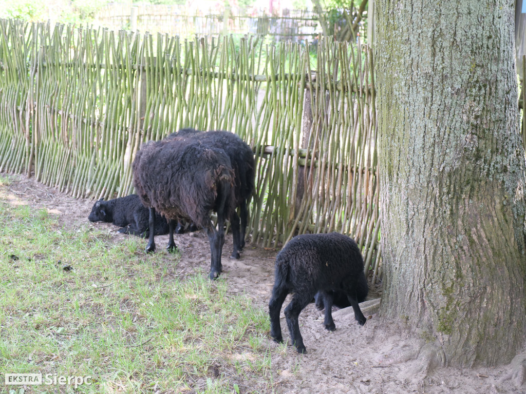Dzień Dziecka w skansenie