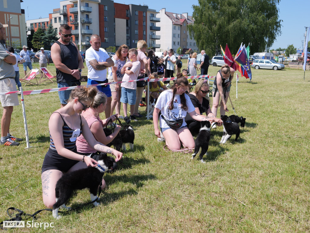 Klubowa Wystawa Psów Rasowych