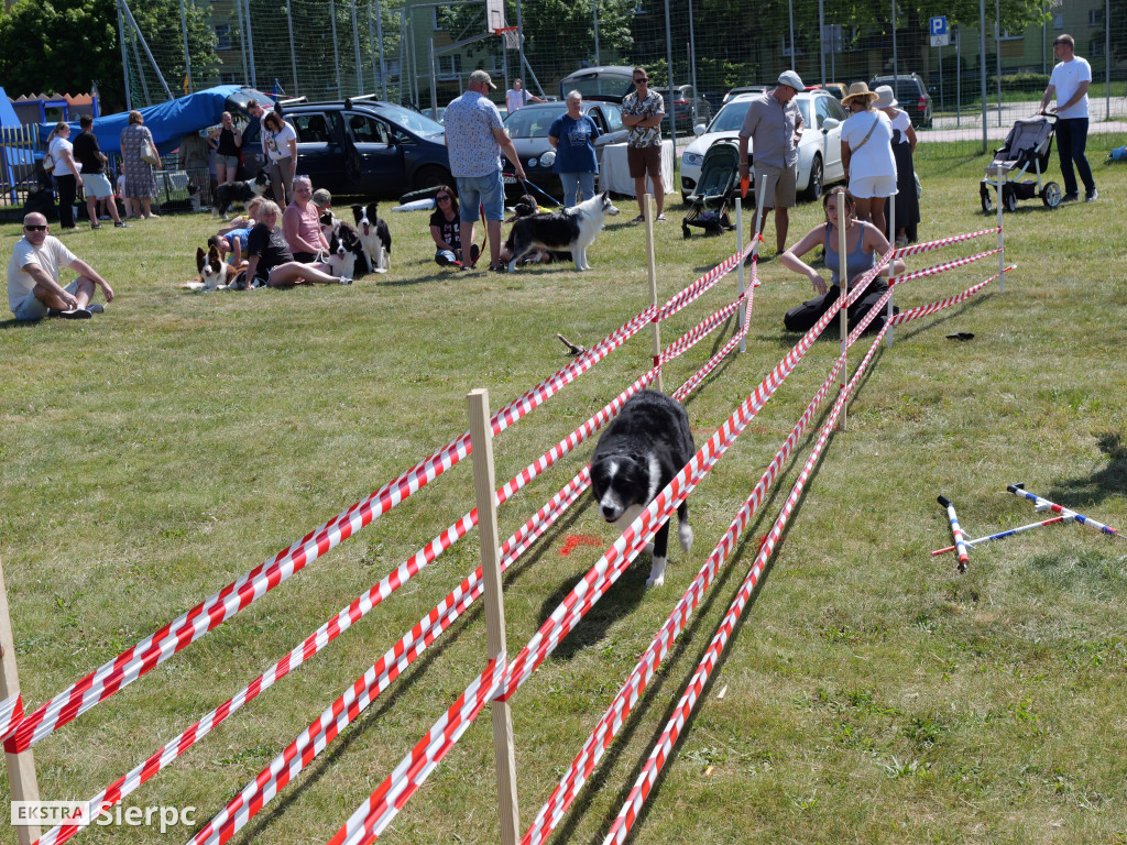 Klubowa Wystawa Psów Rasowych