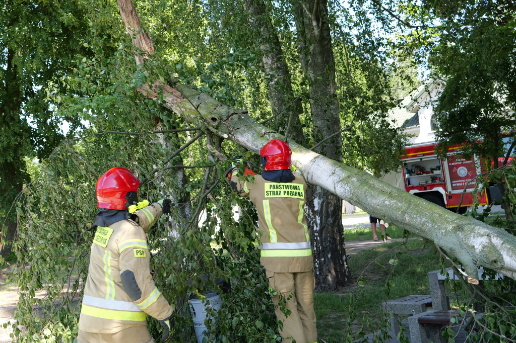 Połamana brzoza na Jeziórkach