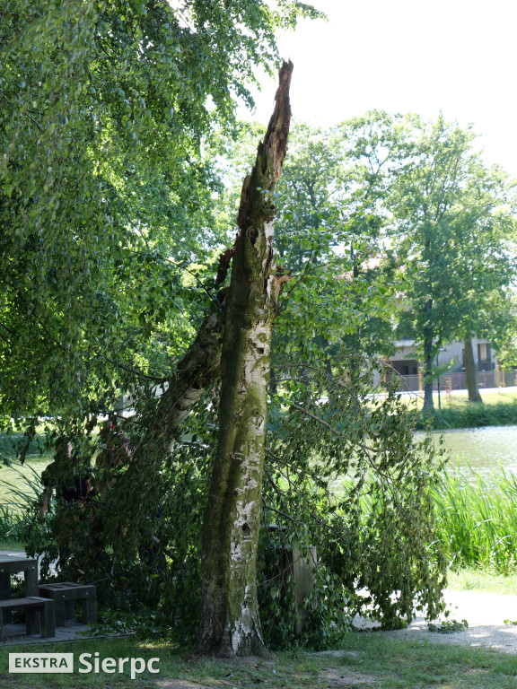 Połamana brzoza na Jeziórkach
