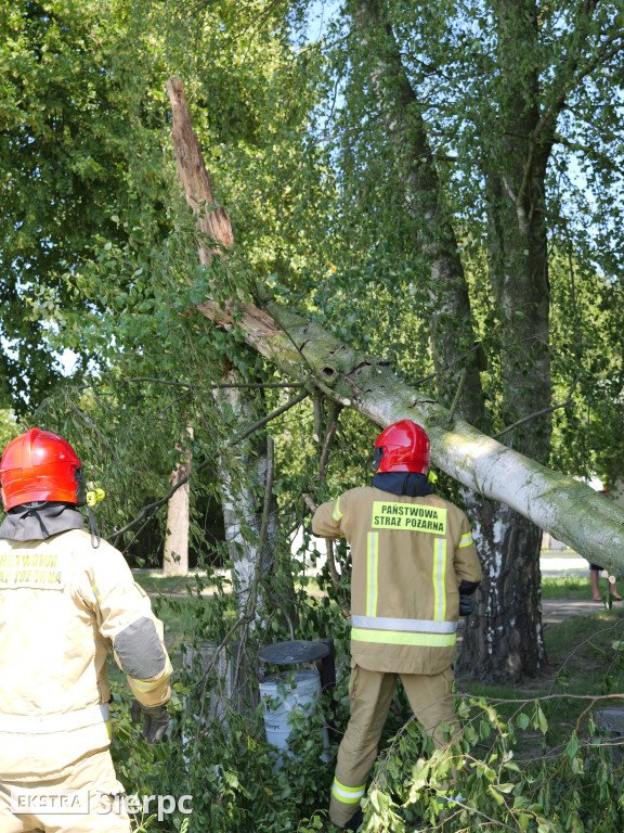 Połamana brzoza na Jeziórkach