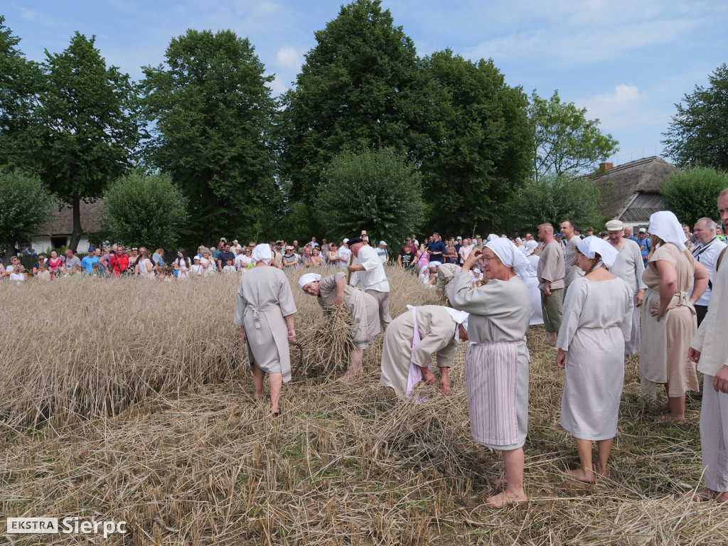 Żniwa w skansenie