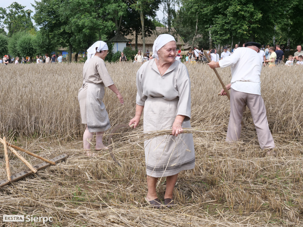 Żniwa w skansenie