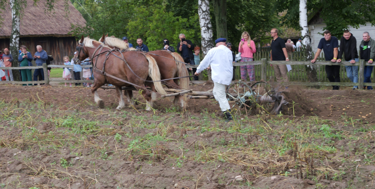 Wykopki w skansenie
