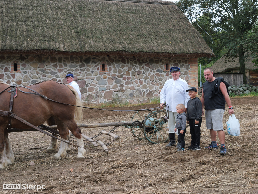 Wykopki w skansenie