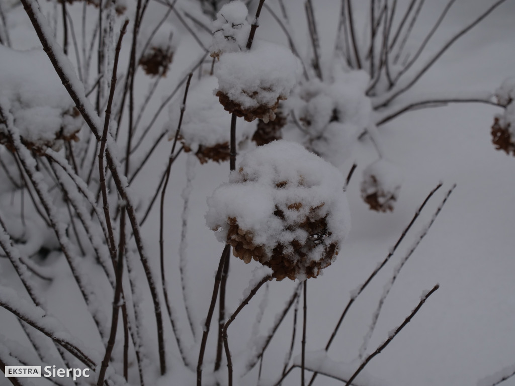 Zima na sierpeckim Dołku