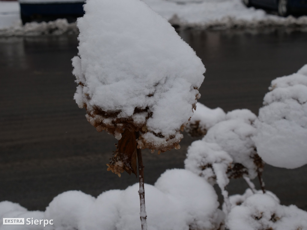 Zima na sierpeckim Dołku
