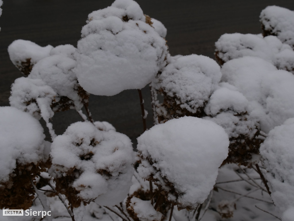 Zima na sierpeckim Dołku