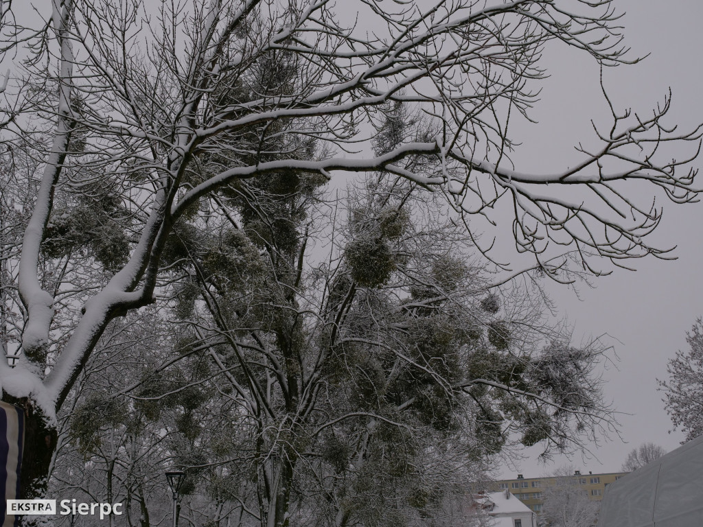 Zima na sierpeckim Dołku