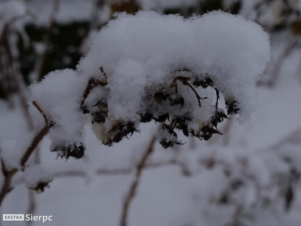 Zima na sierpeckim Dołku
