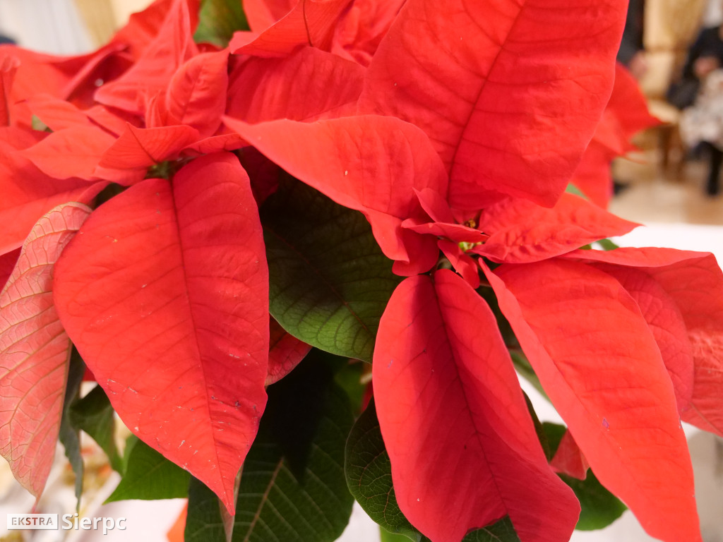 Otwarcie wystawy w skanenie