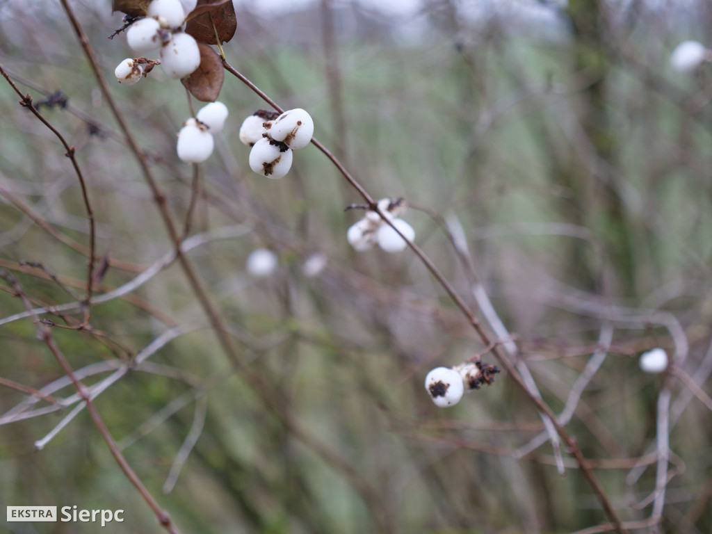 Jarmark bożonarodzeniowy w skansenie