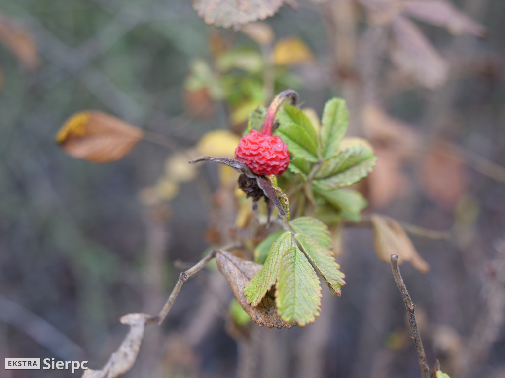 Jarmark bożonarodzeniowy w skansenie
