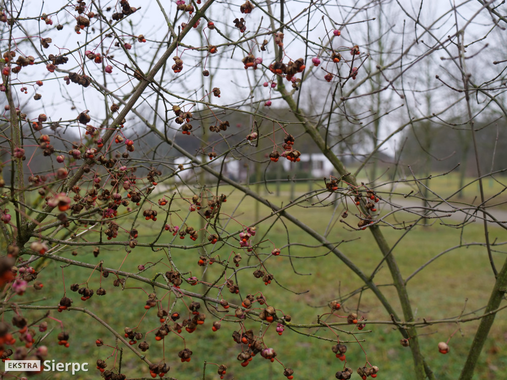 Jarmark bożonarodzeniowy w skansenie
