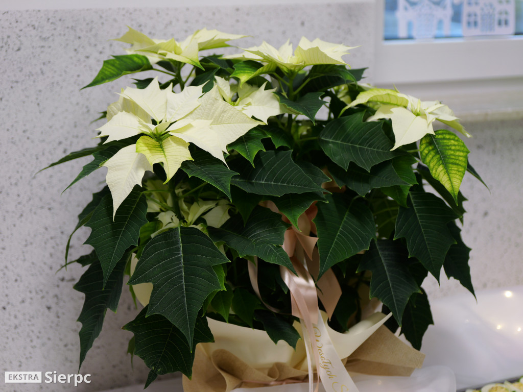 Jasełka w I Prywatnej Szkole Podstawowej w Sierpcu