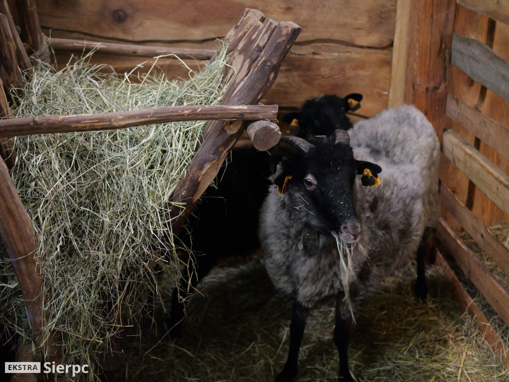 Szopki bożonarodzeniowe w sierpeckich kościołach