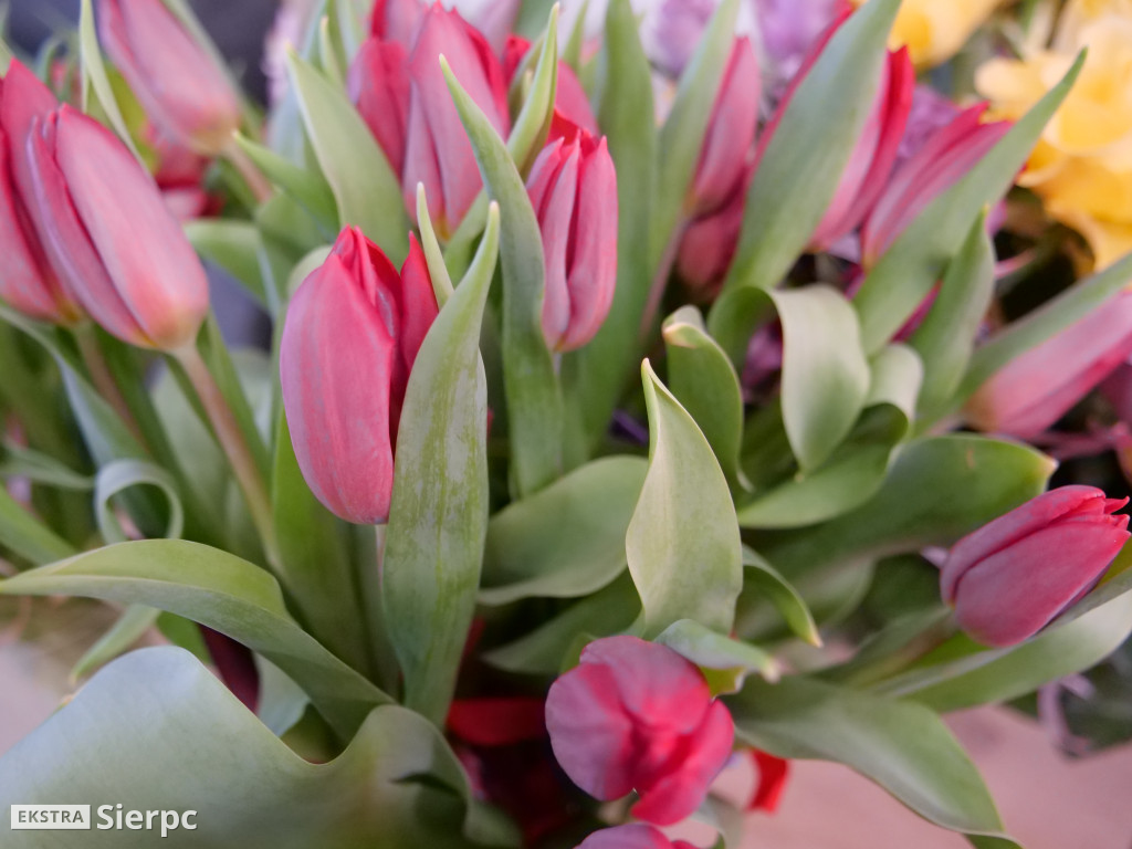 Dzień Kobiet w Klubie Seniora w Sierpcu