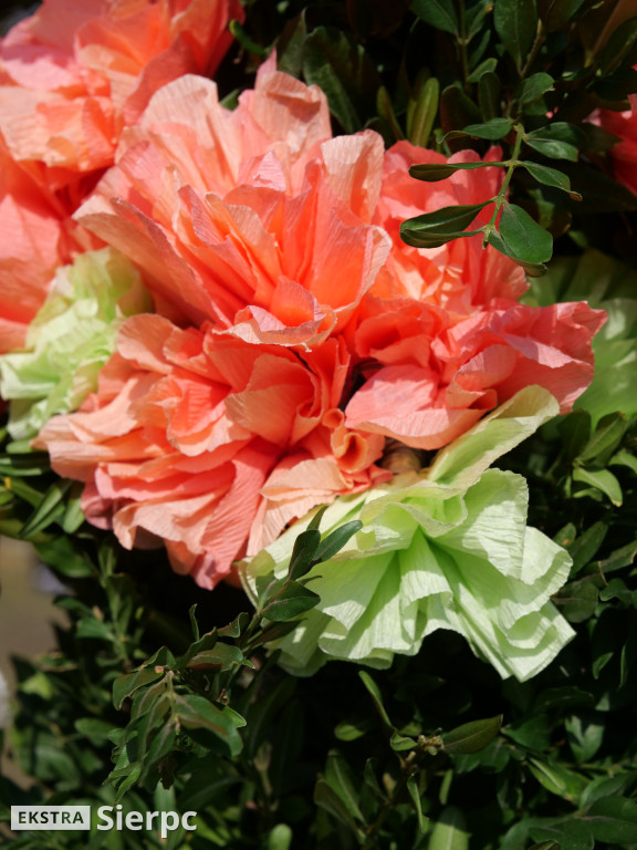 Niedziela palmowa w skansenie