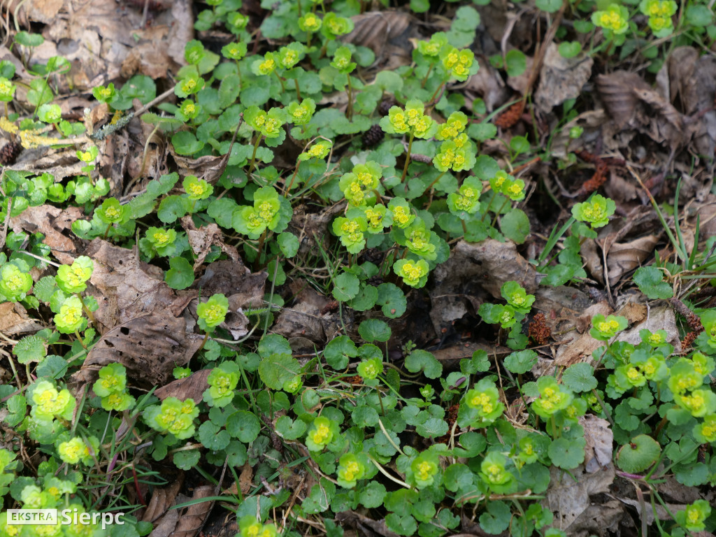 Gry i zabawy wielkanocne