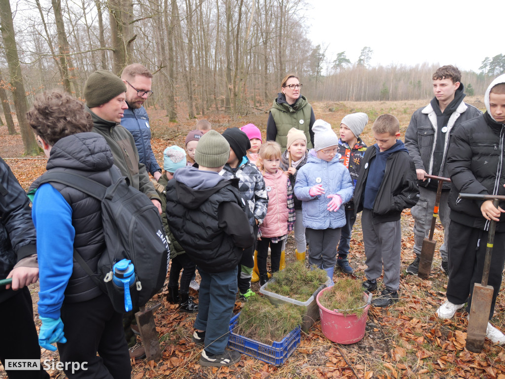 Sadzenie lasu