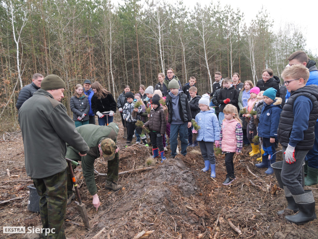 Sadzenie lasu