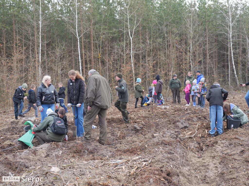 Sadzenie lasu