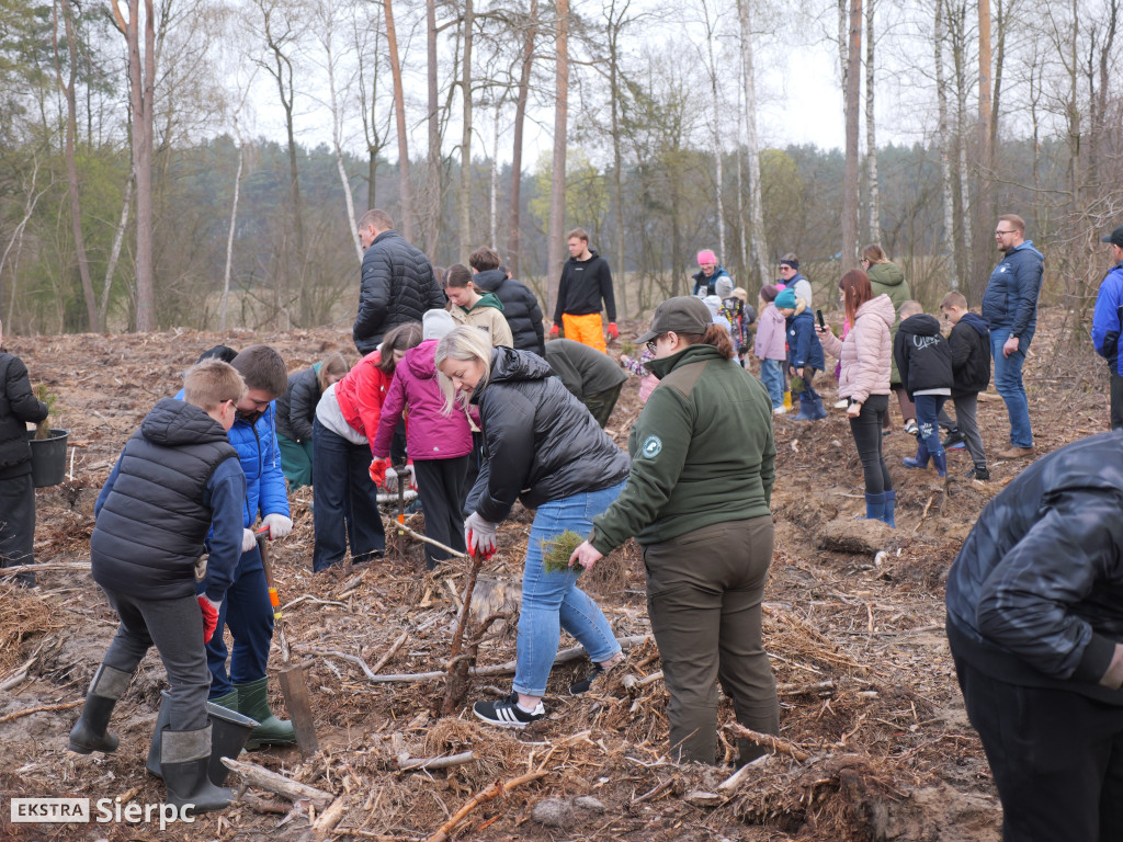 Sadzenie lasu