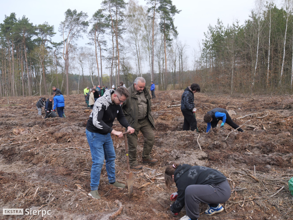 Sadzenie lasu