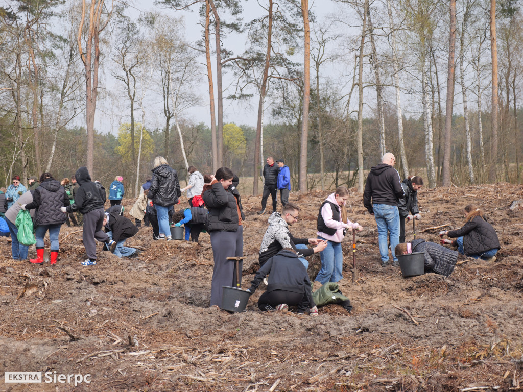 Sadzenie lasu
