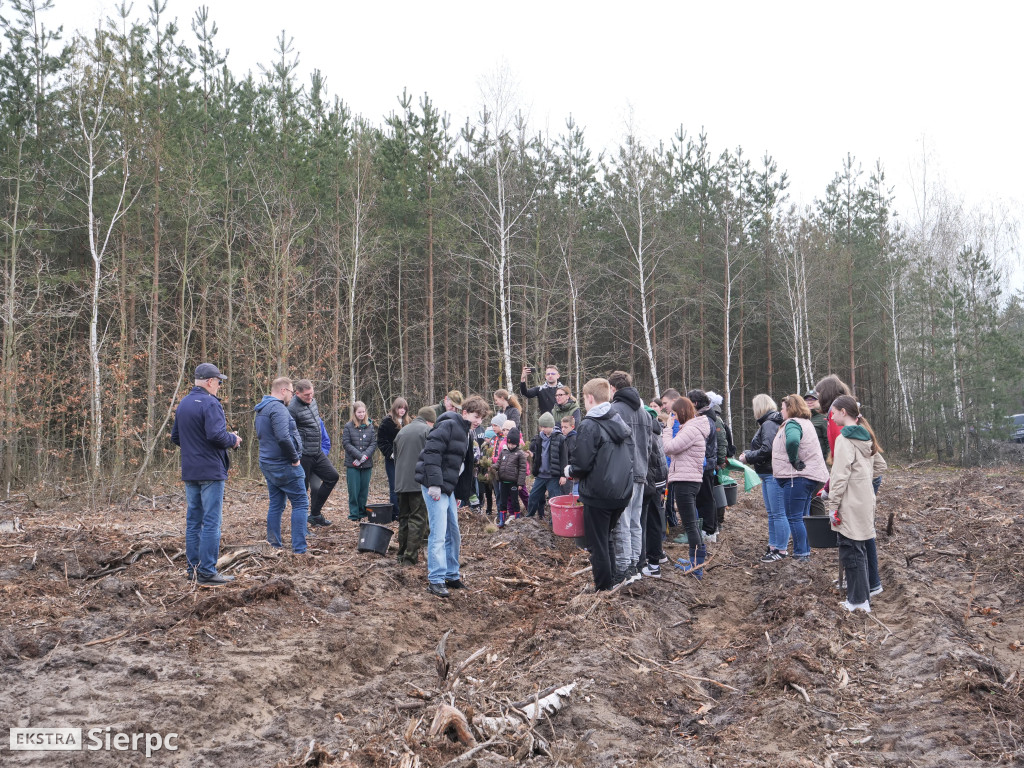 Sadzenie lasu