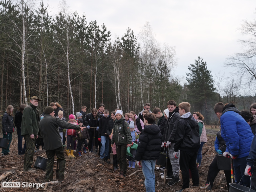 Sadzenie lasu