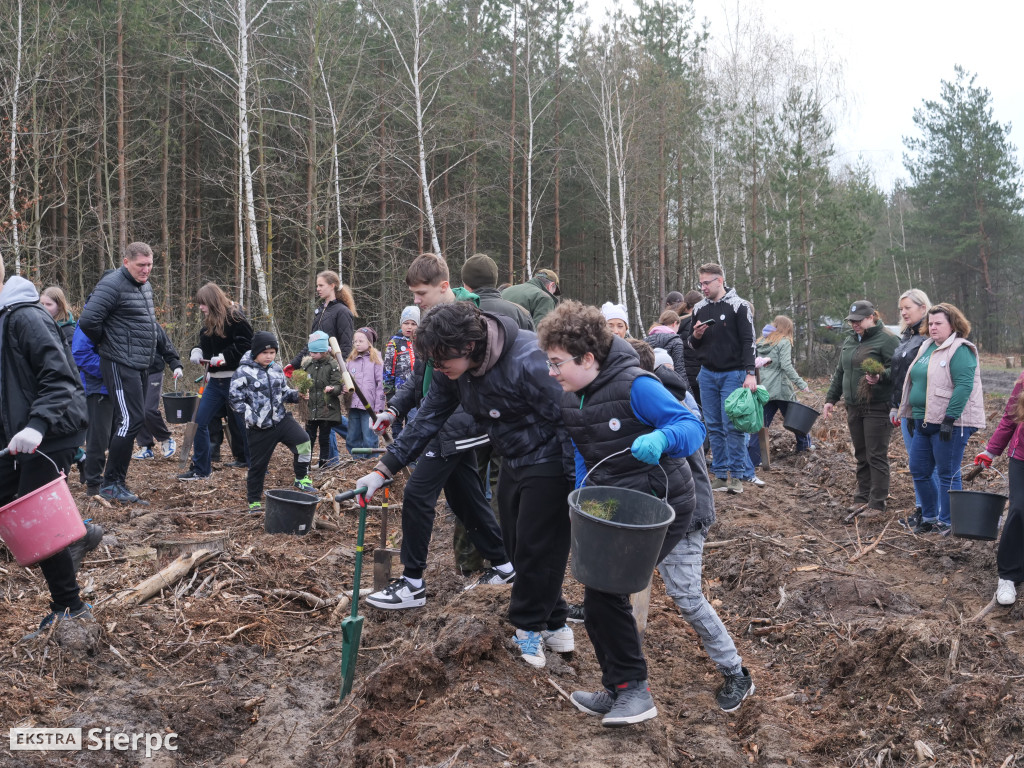 Sadzenie lasu