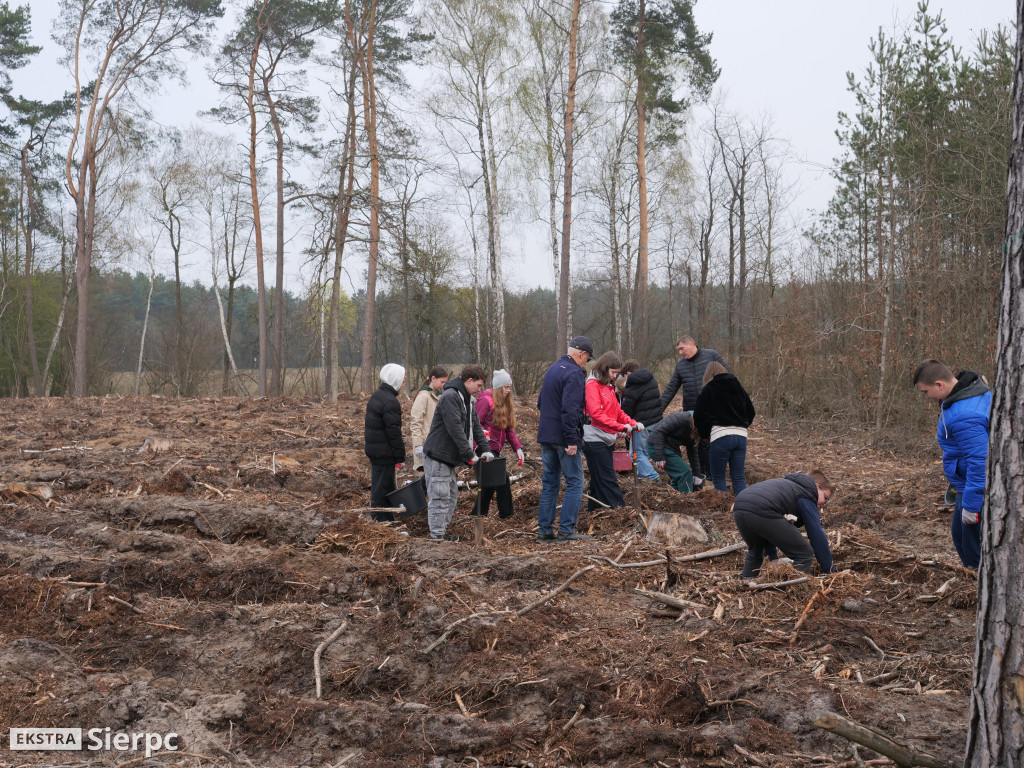 Sadzenie lasu