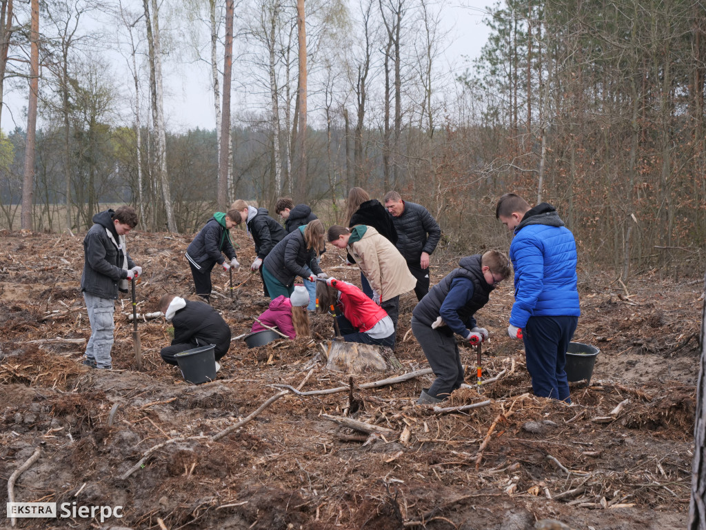 Sadzenie lasu