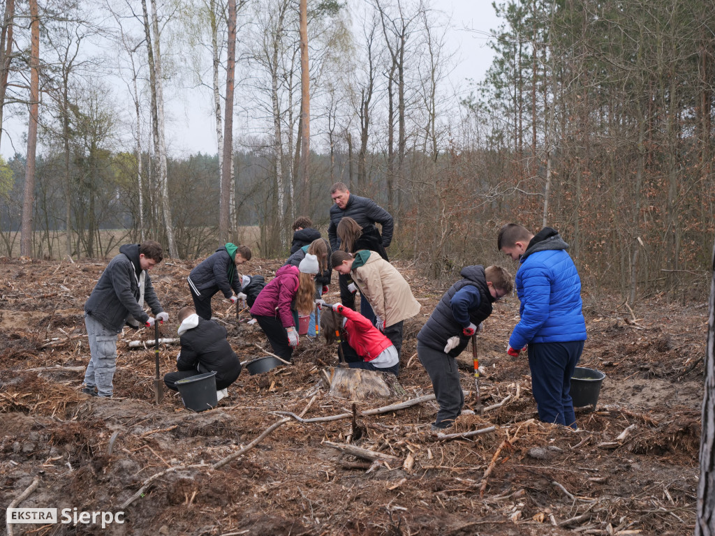 Sadzenie lasu