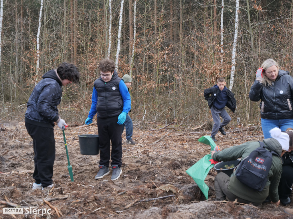 Sadzenie lasu