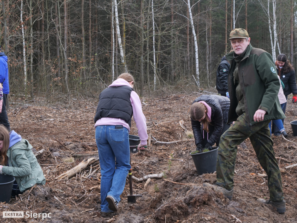 Sadzenie lasu