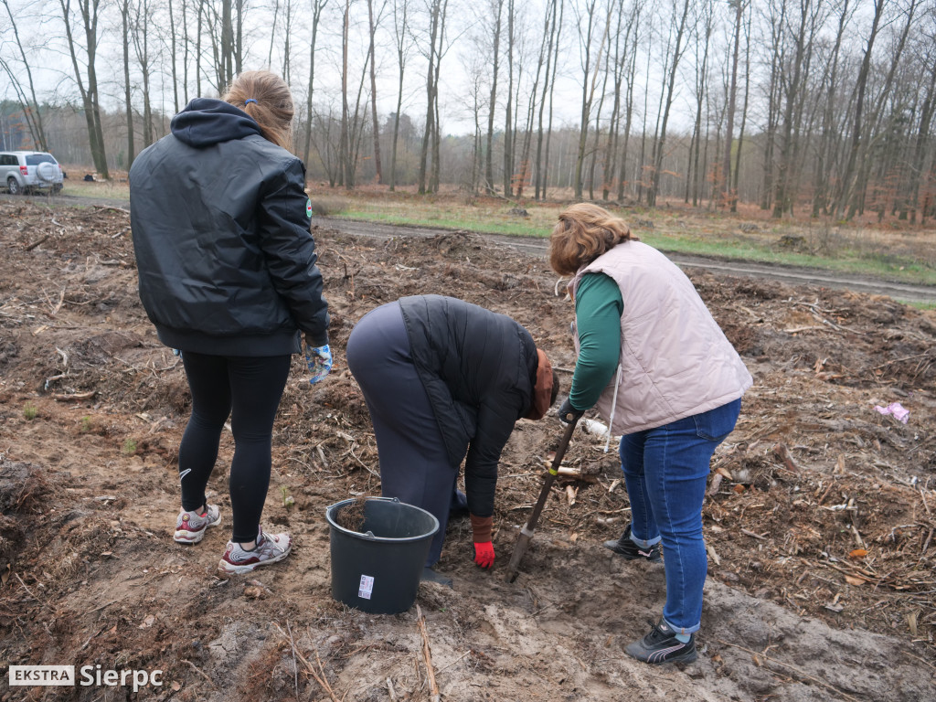 Sadzenie lasu