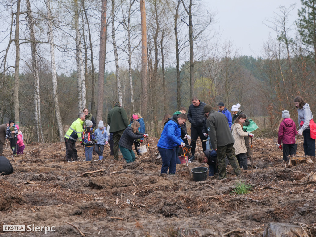Sadzenie lasu
