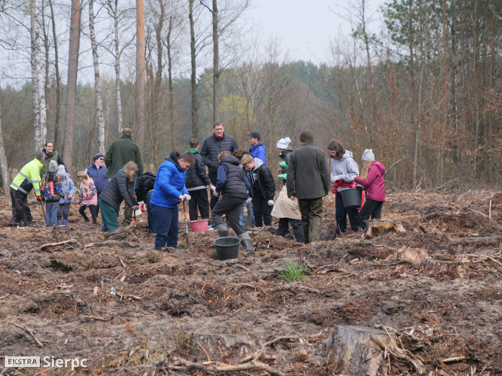 Sadzenie lasu
