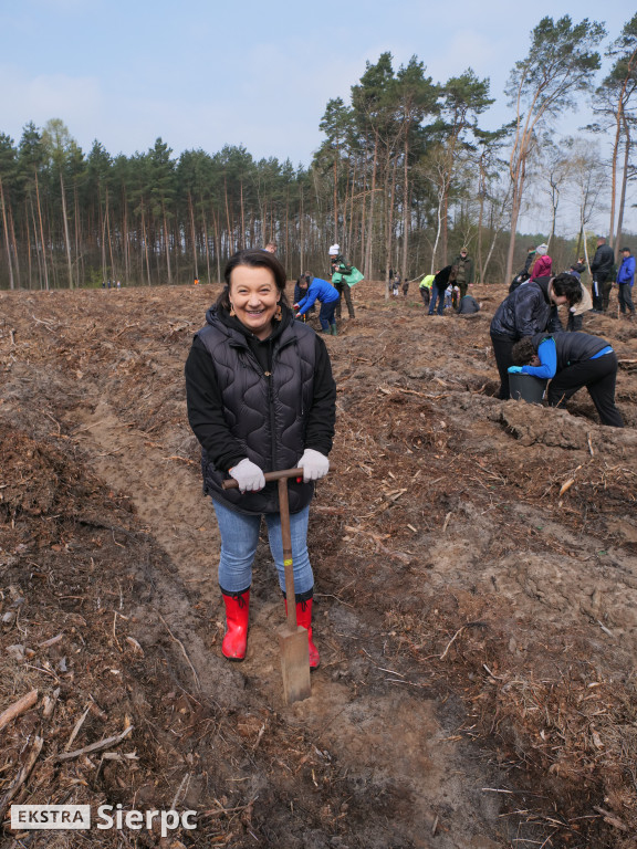 Sadzenie lasu
